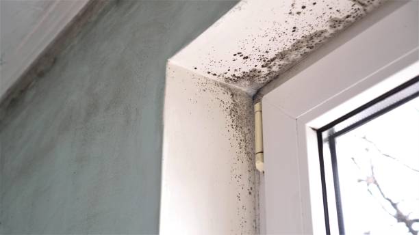 Best Certified Mold Removal  in Coalgate, OK