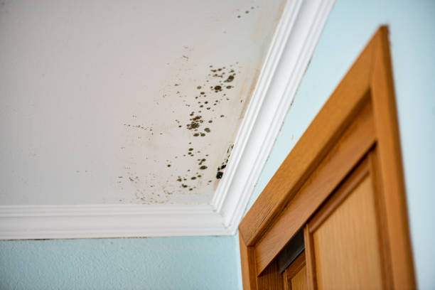 Best Local Mold Removal Service  in Coalgate, OK