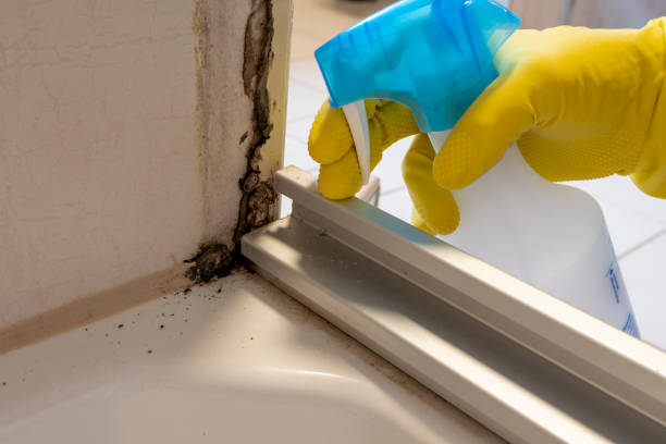 Best Mold Cleaning Services  in Coalgate, OK