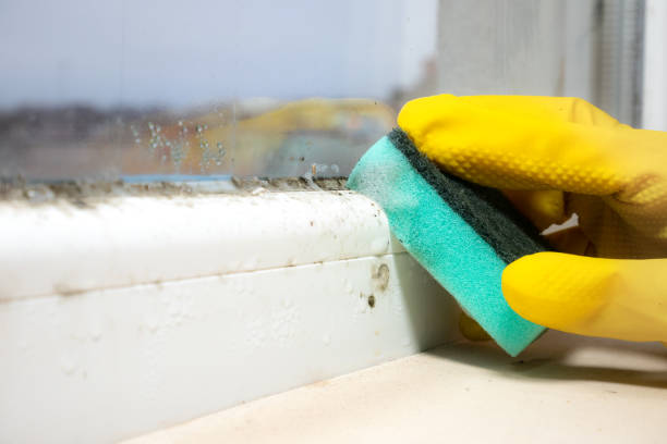 Best Toxic Mold Removal  in Coalgate, OK