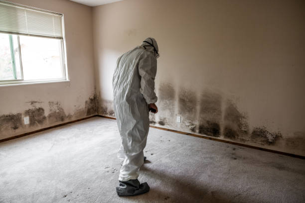 Best Attic Mold Removal  in Coalgate, OK