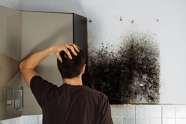 Best Mold Testing and Removal  in Coalgate, OK