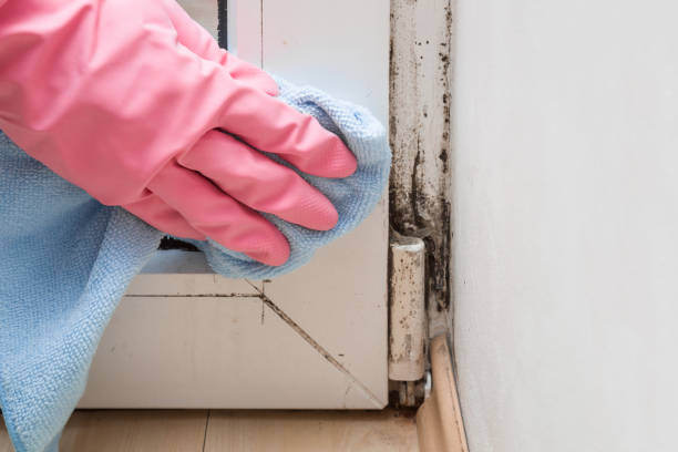 Best Professional Mold Removal  in Coalgate, OK