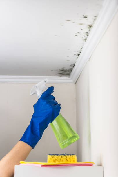 Professional Mold Removal in Coalgate, OK